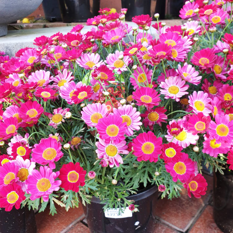 Argyranthemum Molimba Red