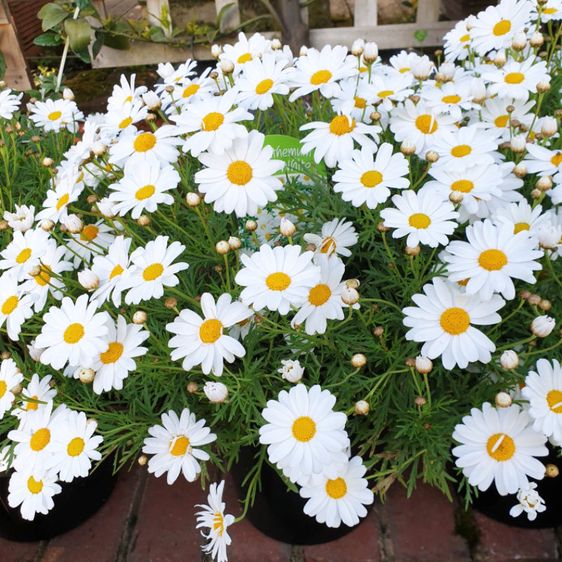 Argyranthemum Summit White