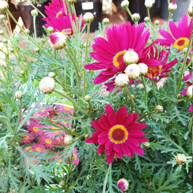 Argyranthemum Superior Purple