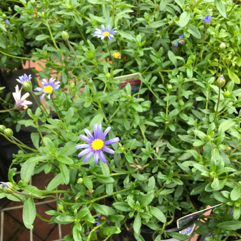 Felicia amelloides