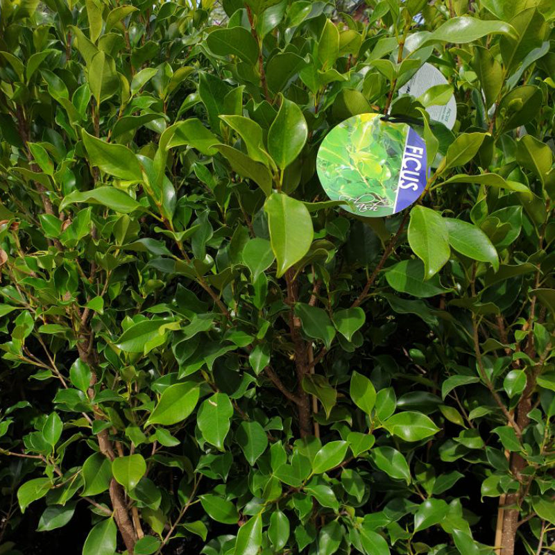 Ficus Flash