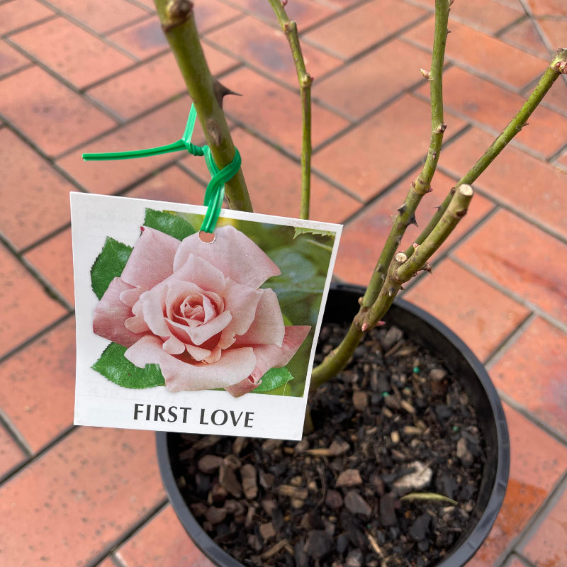 First Love Bush Rose