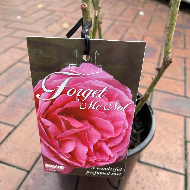 Forget Me Not Bush Rose