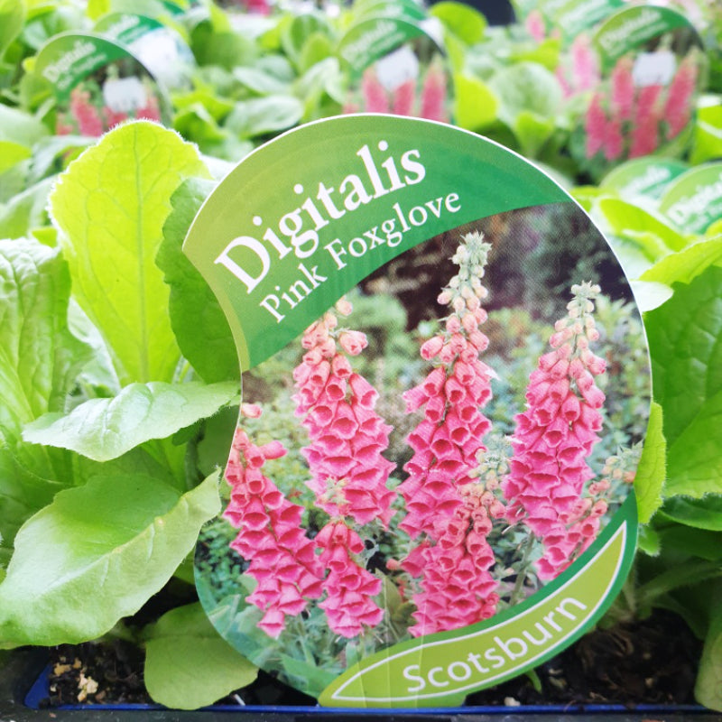 Foxglove Pink punnet