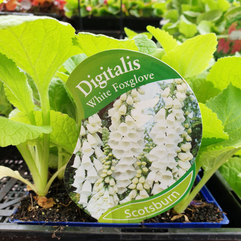 Foxglove White Punnet