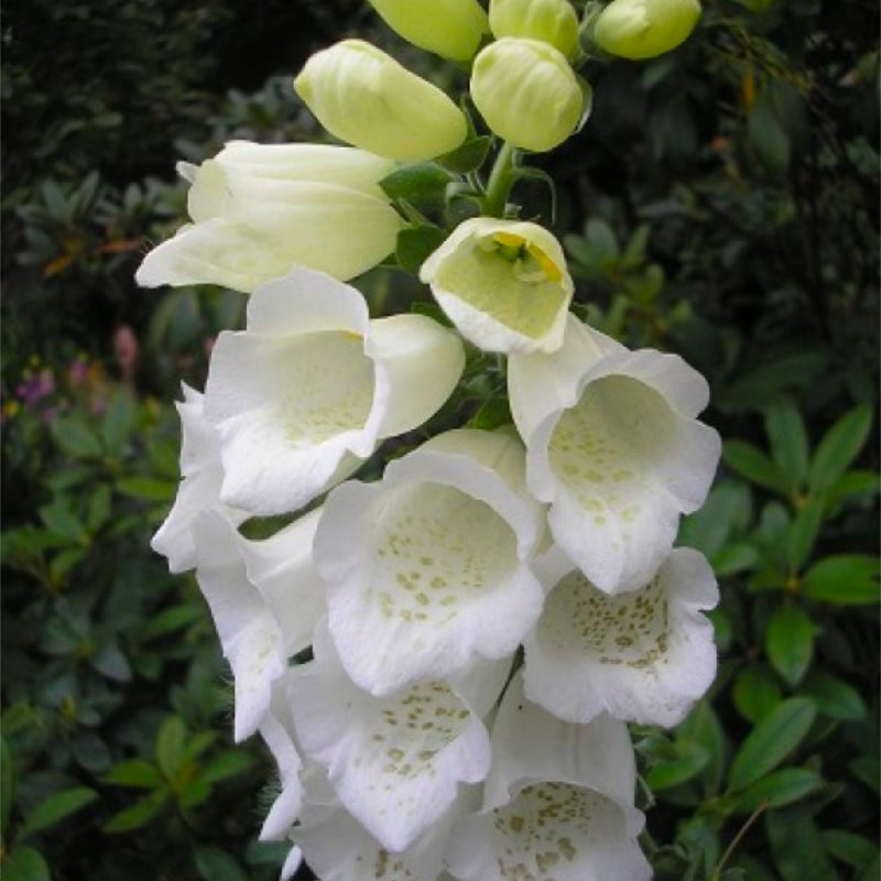 Foxglove White Spires Easy Colour