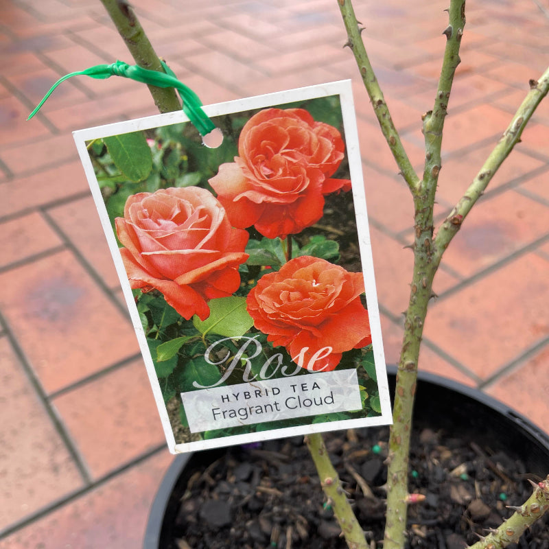 Fragrant Cloud Bush Rose