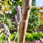 Lavandula dentata