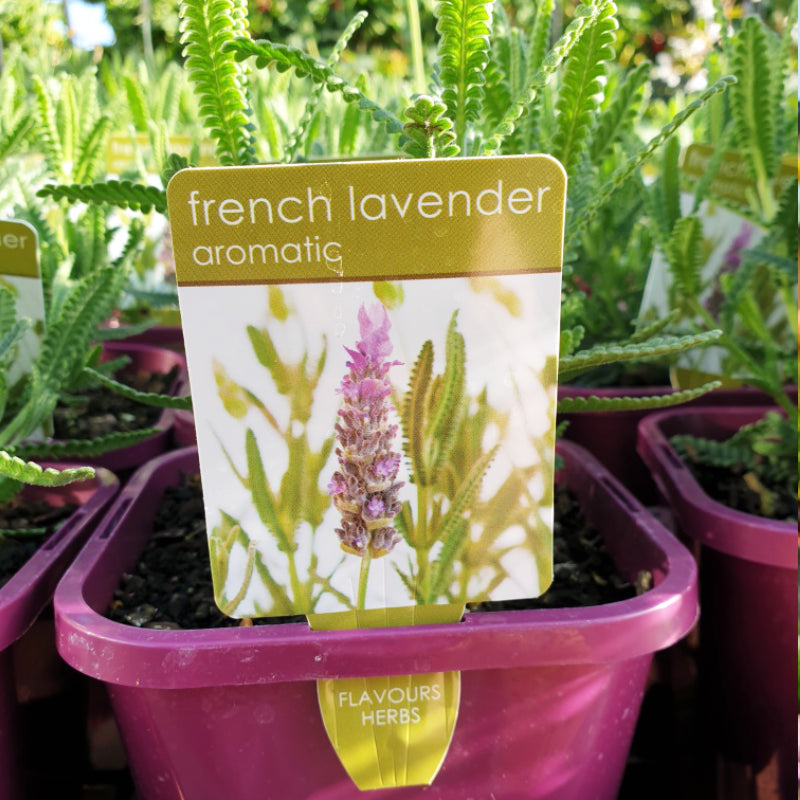 Lavandula dentata