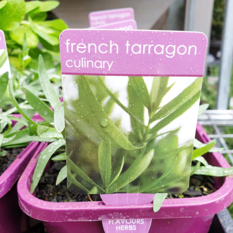 Herbs in 14cm pot