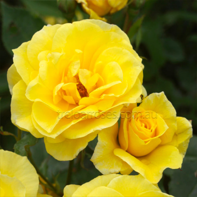 Friesia Bush Rose
