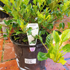 Gardenia florida