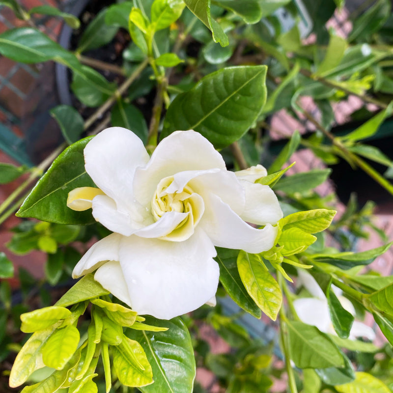 Gardenia florida