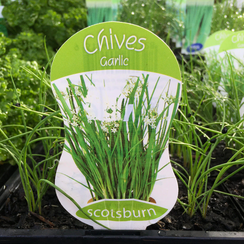 Chives Garlic punnet