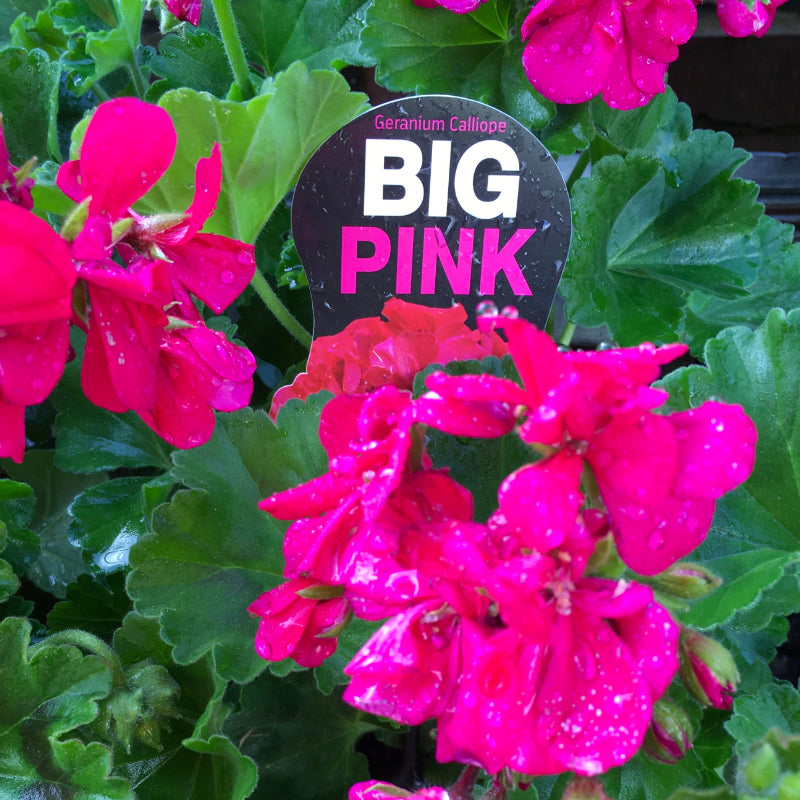 Geranium Big Pink