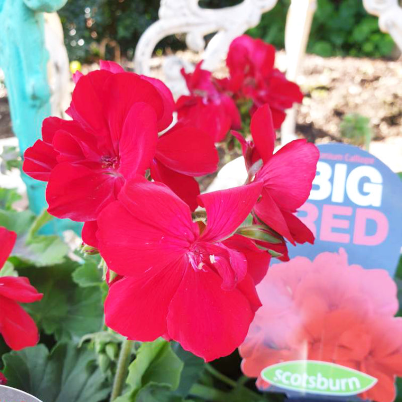 Geranium Big Red