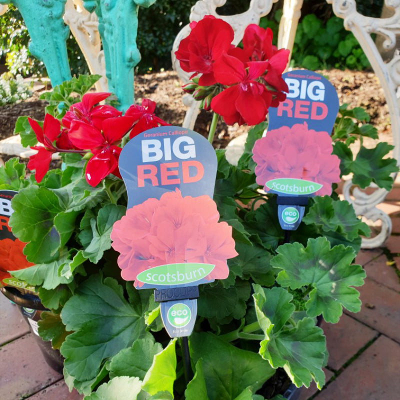 Geranium Big Red