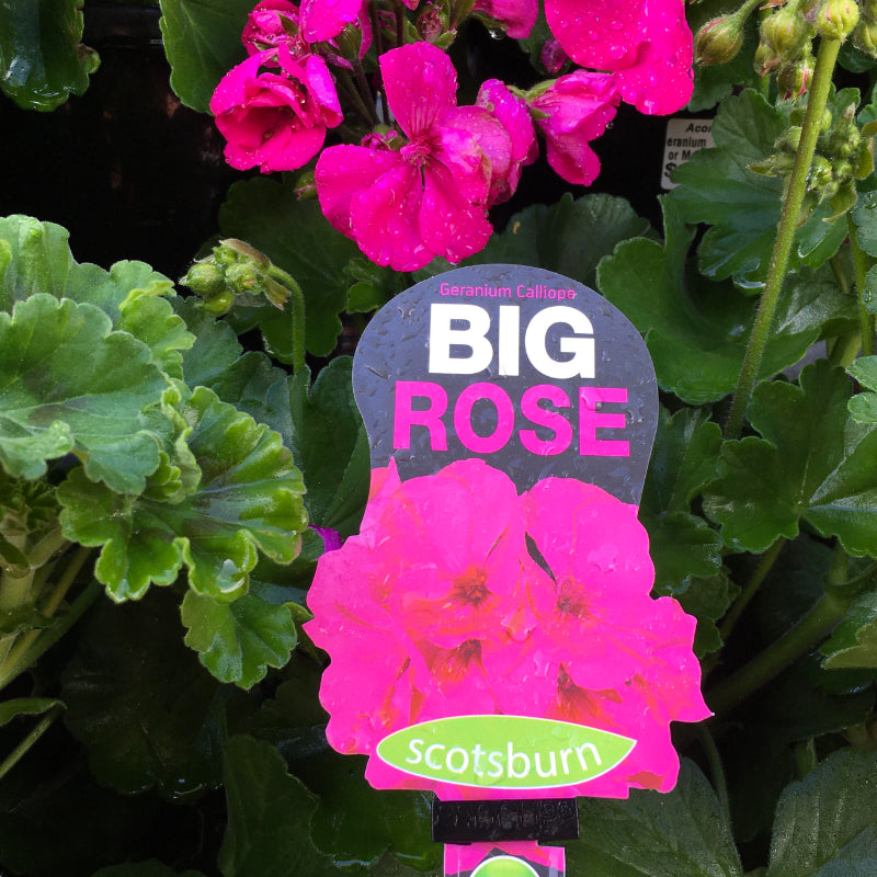 Geranium Big Rose