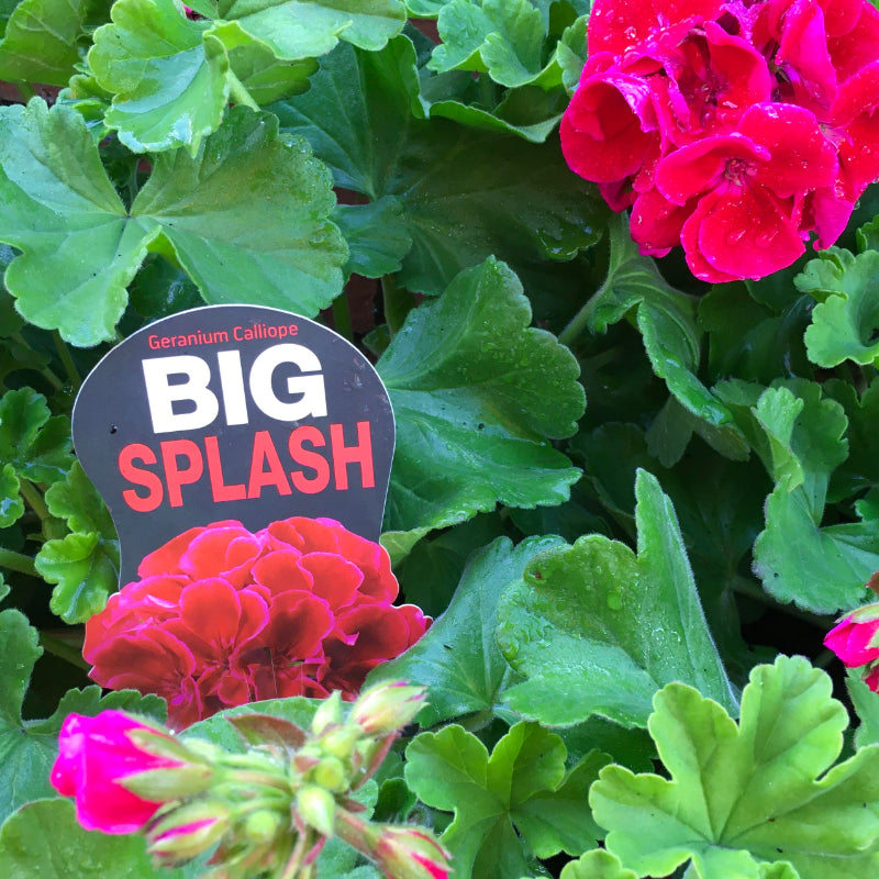 Geranium Big Splash
