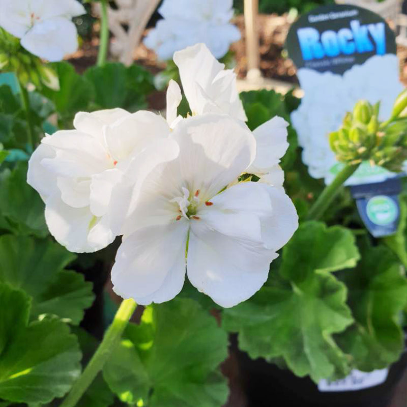 Geranium Rocky White