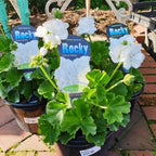 Geranium Rocky White