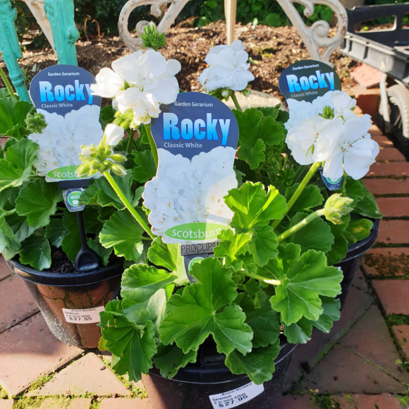 Geranium Rocky White