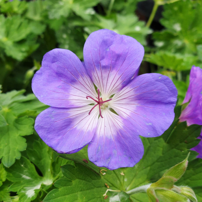 Geranium Rozanne