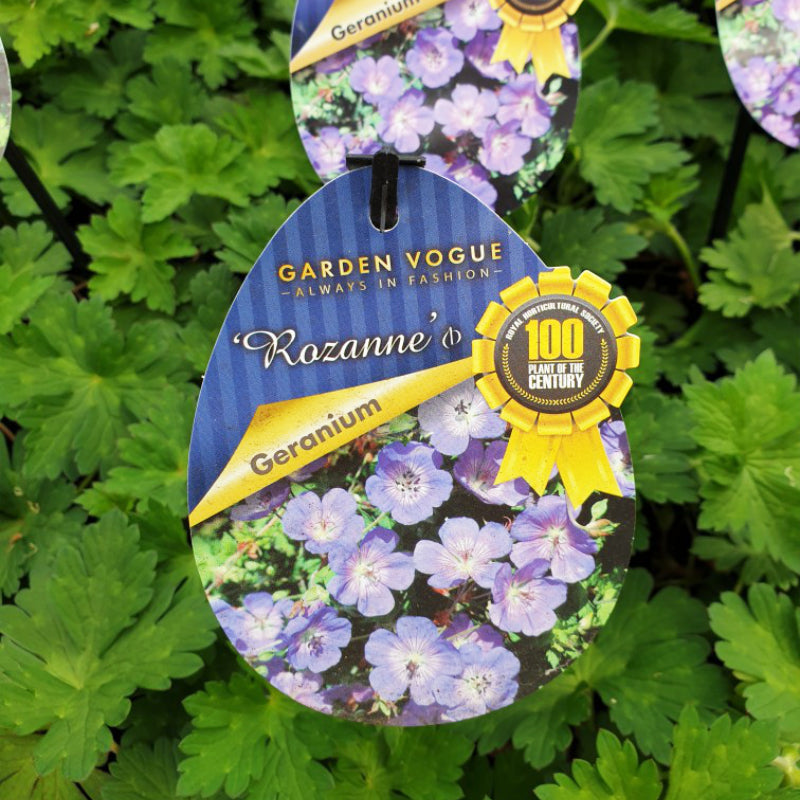 Geranium Rozanne