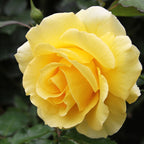 Gold Bunny Bush Rose