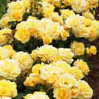 Gold Bunny Bush Rose