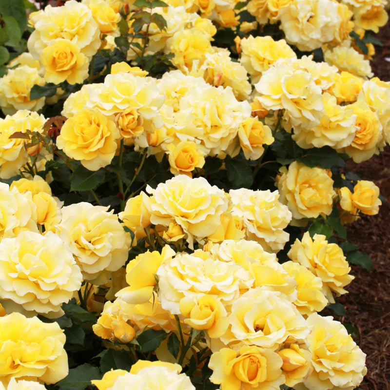 Gold Bunny Bush Rose