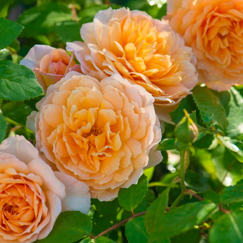 Grace Bush Rose
