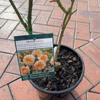 Grace Bush Rose