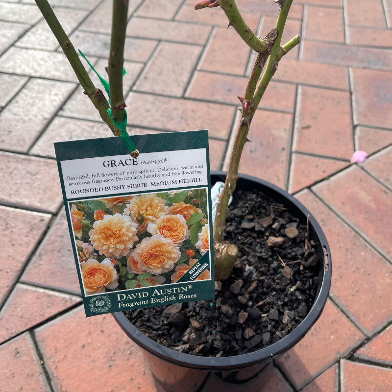 Grace Bush Rose