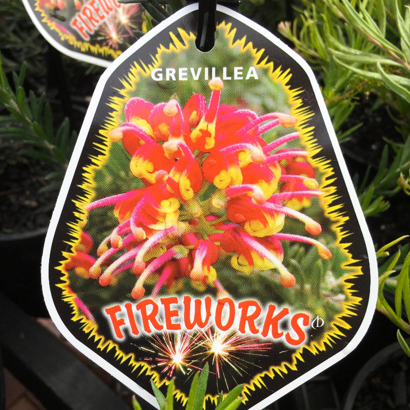 Grevillea Fireworks