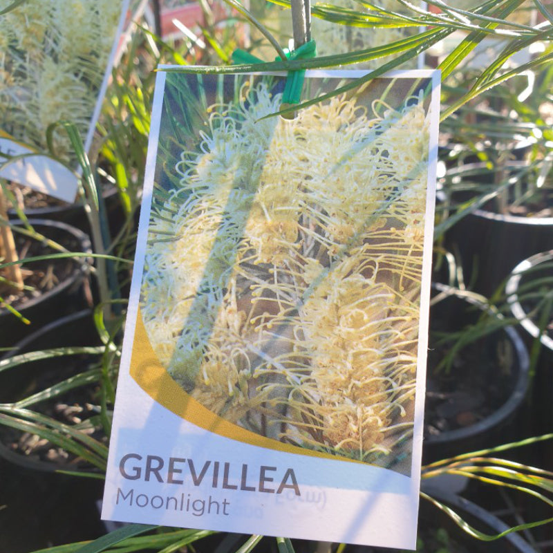 Grevillea Moonlight