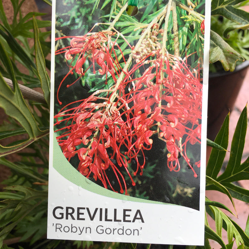 Grevillea Robyn Gordon