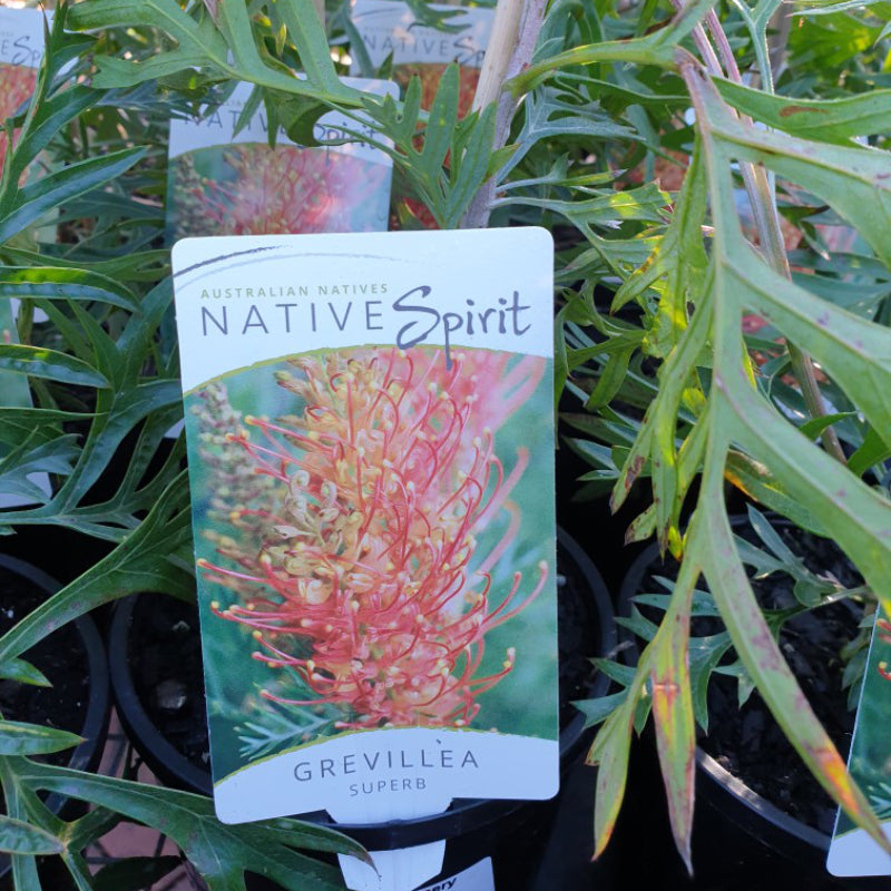 Grevillea Superb