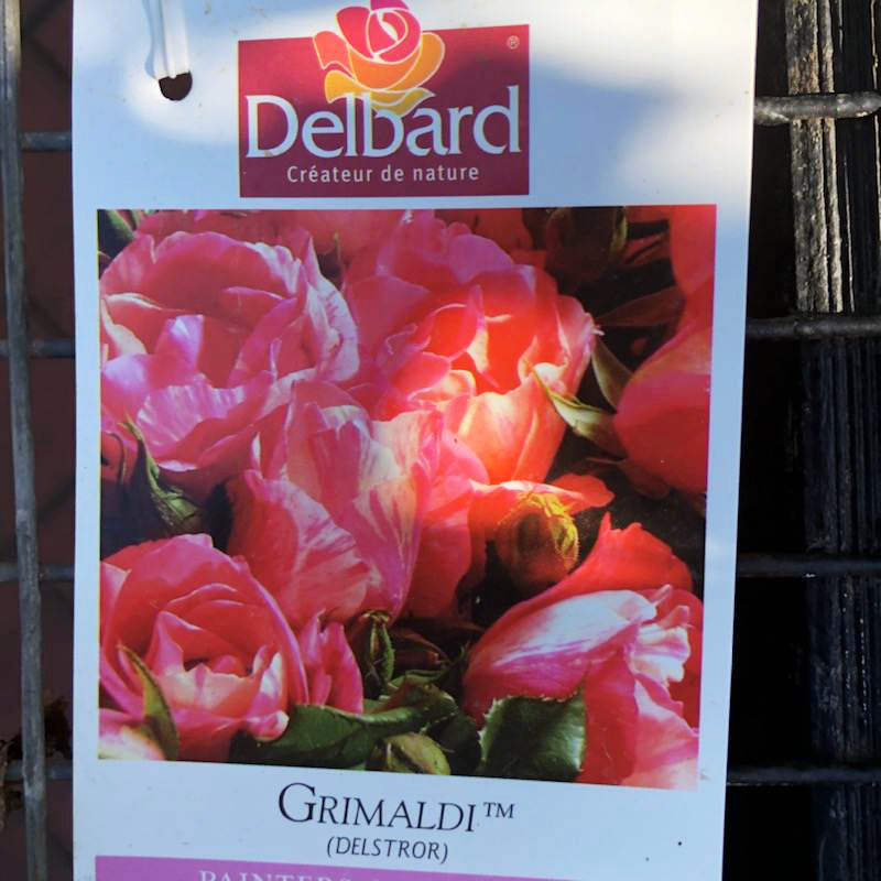 Grimaldi Bush Rose