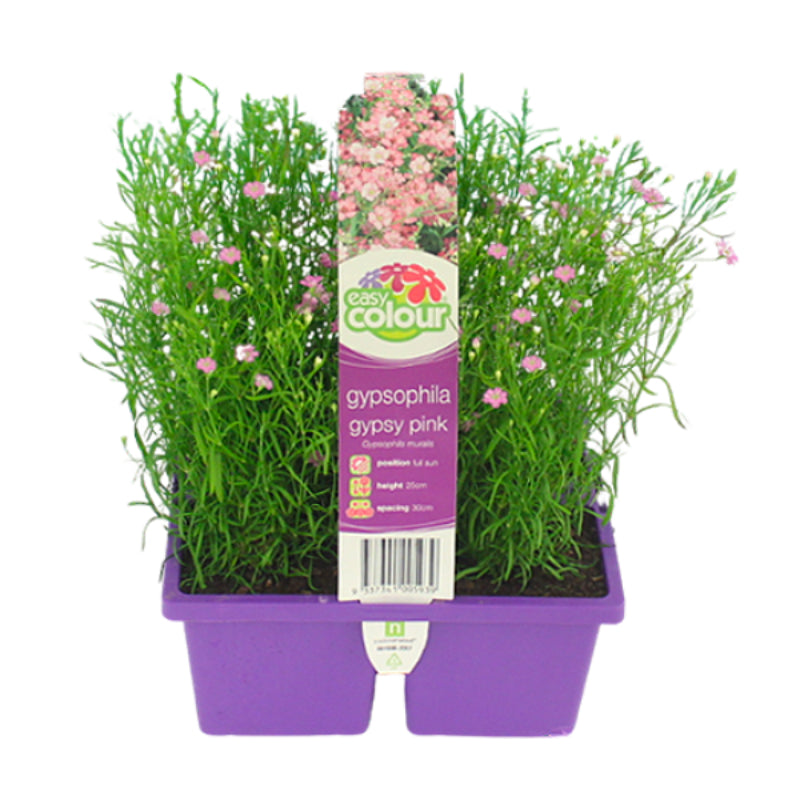 Gypsophila Pink Easy Colour
