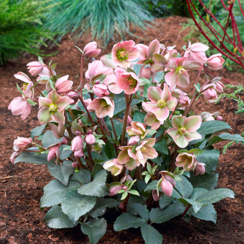 Helleborus Angel Glow PGA
