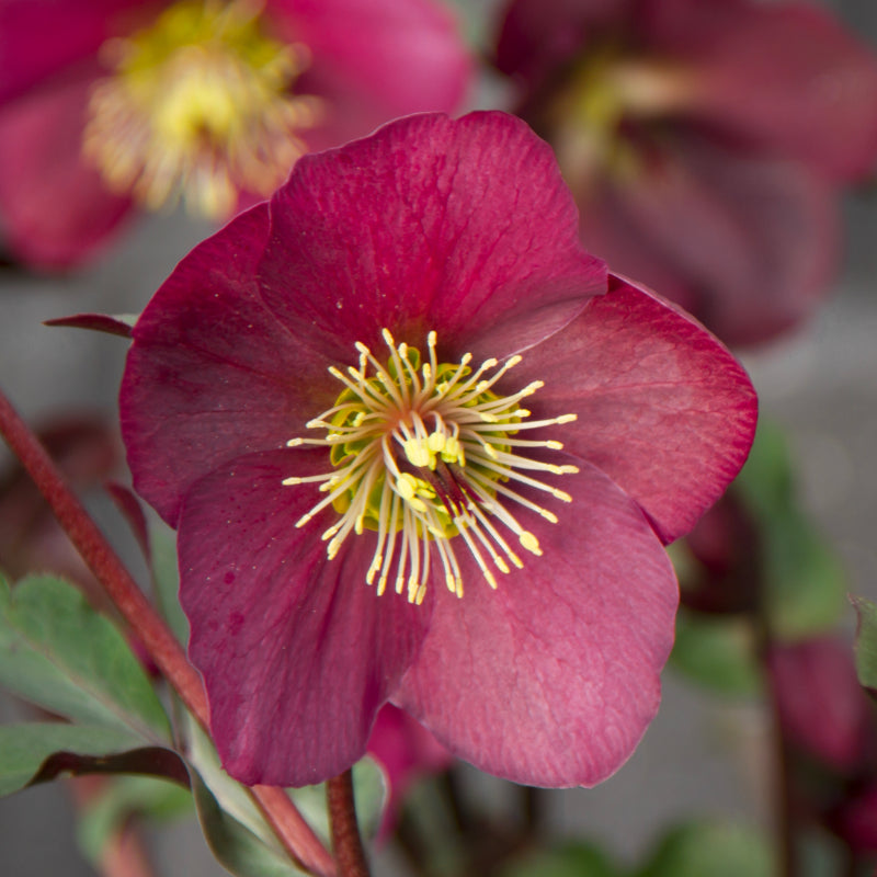 Helleborus Anna’s Red PGA