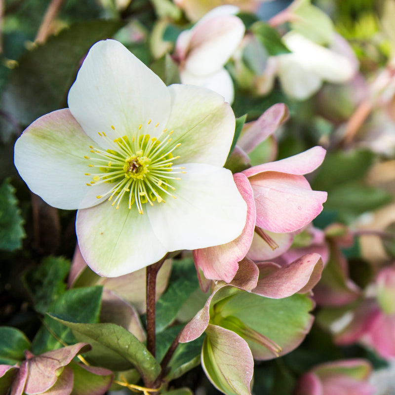 Helleborus Molly’s White PGA