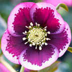 Helleborus Post Office Farm