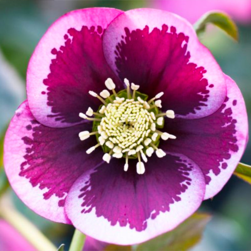 Helleborus Post Office Farm