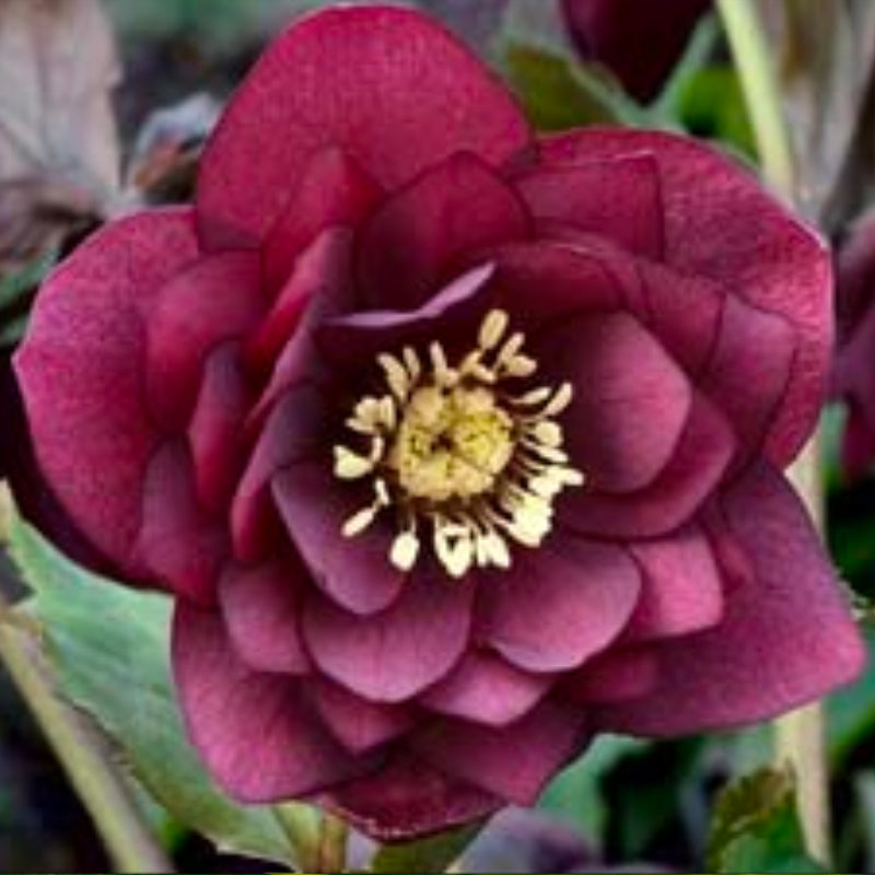 Helleborus Post Office Farm