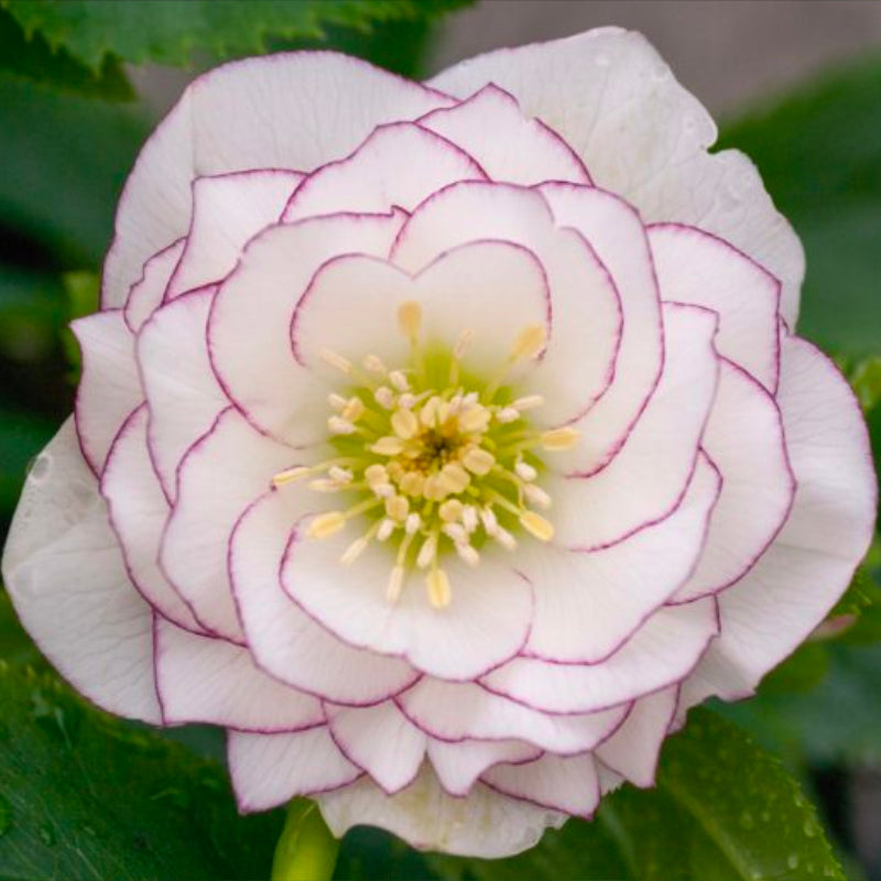 Helleborus Post Office Farm