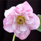 Helleborus Post Office Farm