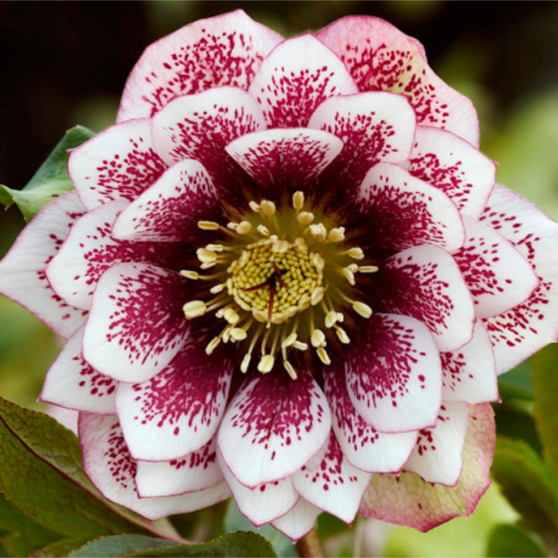 Helleborus Post Office Farm