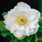 Helleborus Post Office Farm